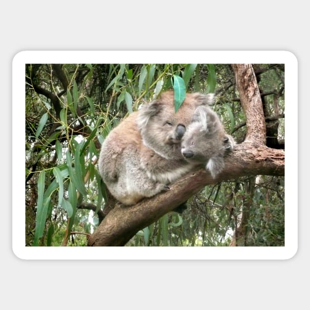 Koala bear mother and baby Sticker by rozmcq